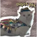 下一个哈基米 我国小猫叫pixpix