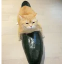 小猫骑冬瓜来了
