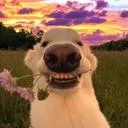 Marvelous Dog