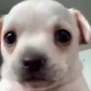 Panic Dog