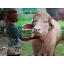 特朗牛